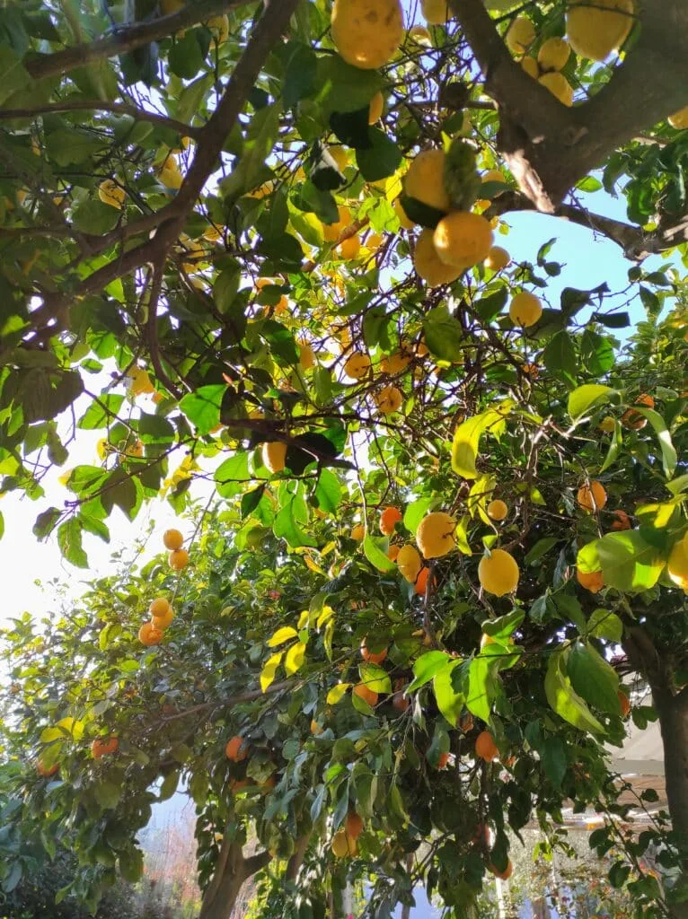 Best travel agency in Greece Un arbre rempli de citrons jaunes mûrs suspendus parmi des feuilles vertes sous un ciel bleu clair, capturant l'essence de la Grèce du Nord. Parfait pour les visites en petits groupes, cette scène pittoresque est souvent présentée dans les forfaits de voyage spécialisés. Offbeat-Travel