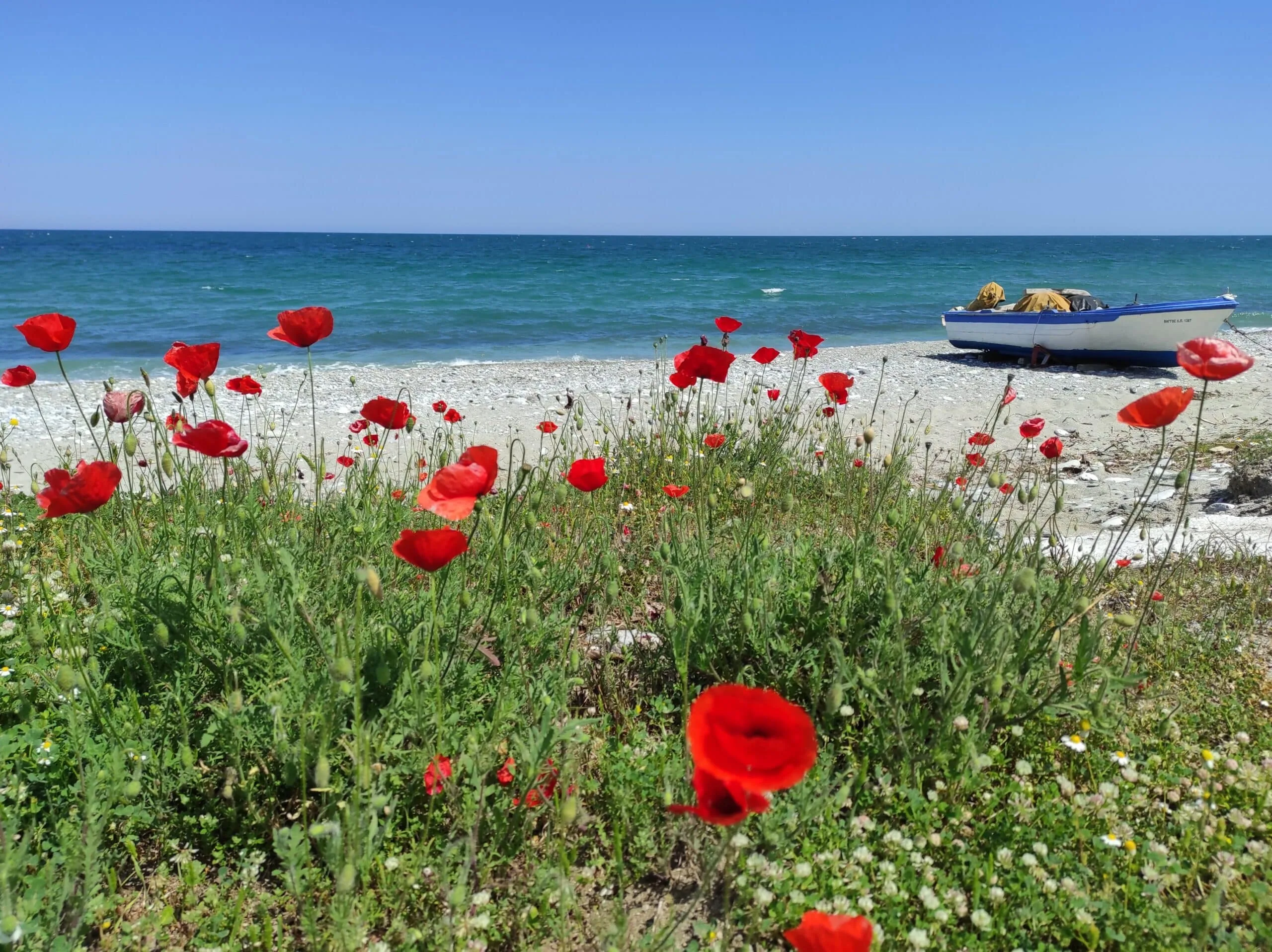 Best travel agency in Greece Des coquelicots rouges fleurissent sur une plage du nord de la Grèce avec un petit bateau sur le sable et une mer bleue sous un ciel clair en arrière-plan, parfait pour les visites en petits groupes à la recherche d'expériences authentiques. Offbeat-Travel