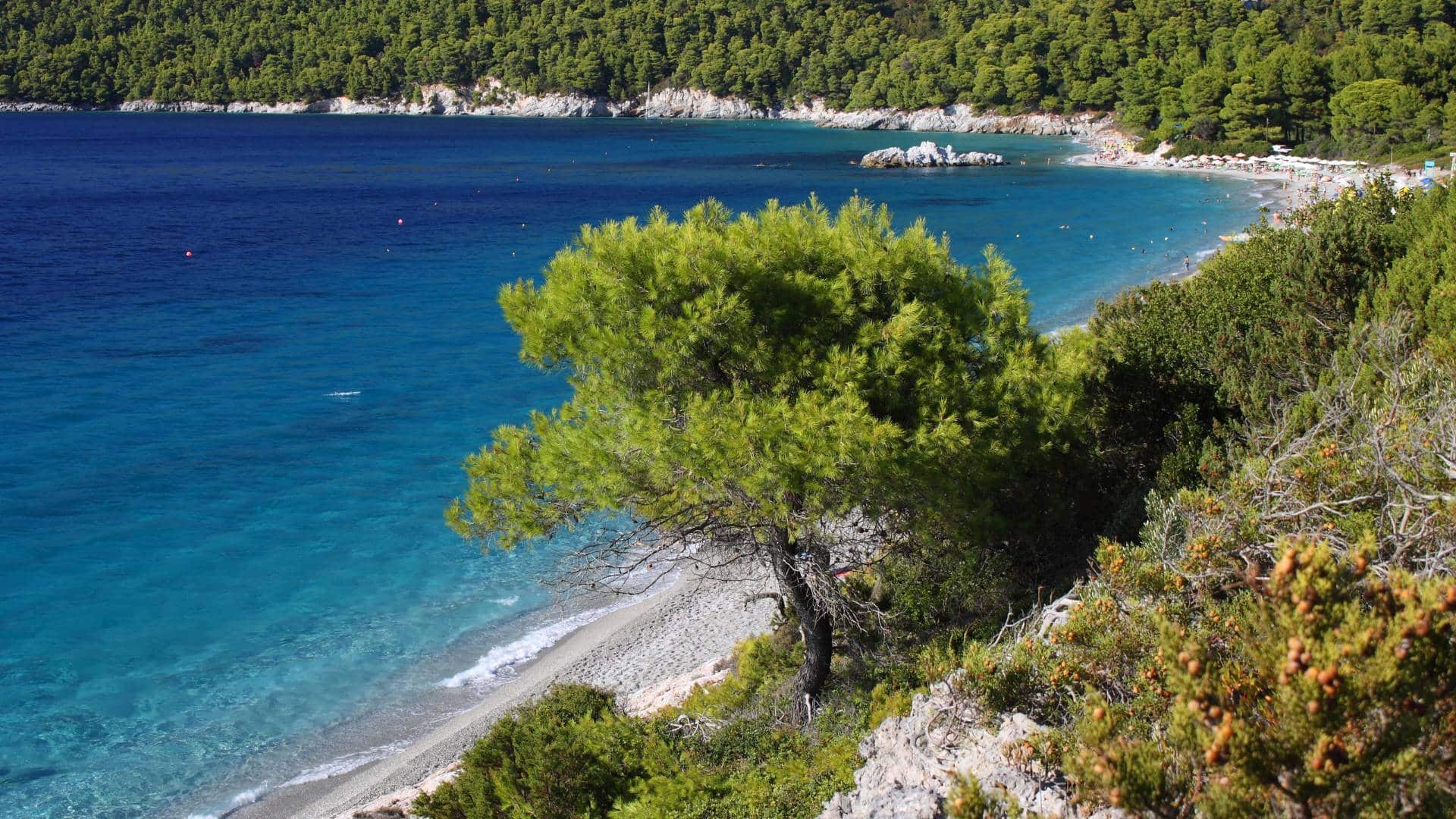 Best travel agency in Greece A travel agency snapshot: a coastal scene with a tree overlooking the turquoise sea, sandy beach, and forested hillside of the Sporades Islands. Offbeat-Travel